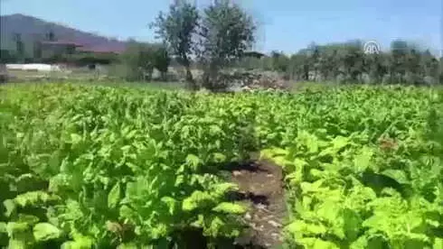 Diyarbakır'daki Terör Operasyonu