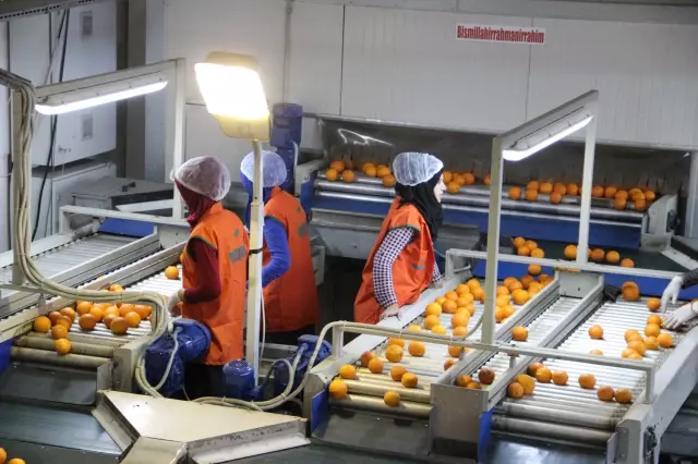Meyve Sebze Ve Mamulleri İhracatı 8 Ayda 2.4 Milyar Dolar