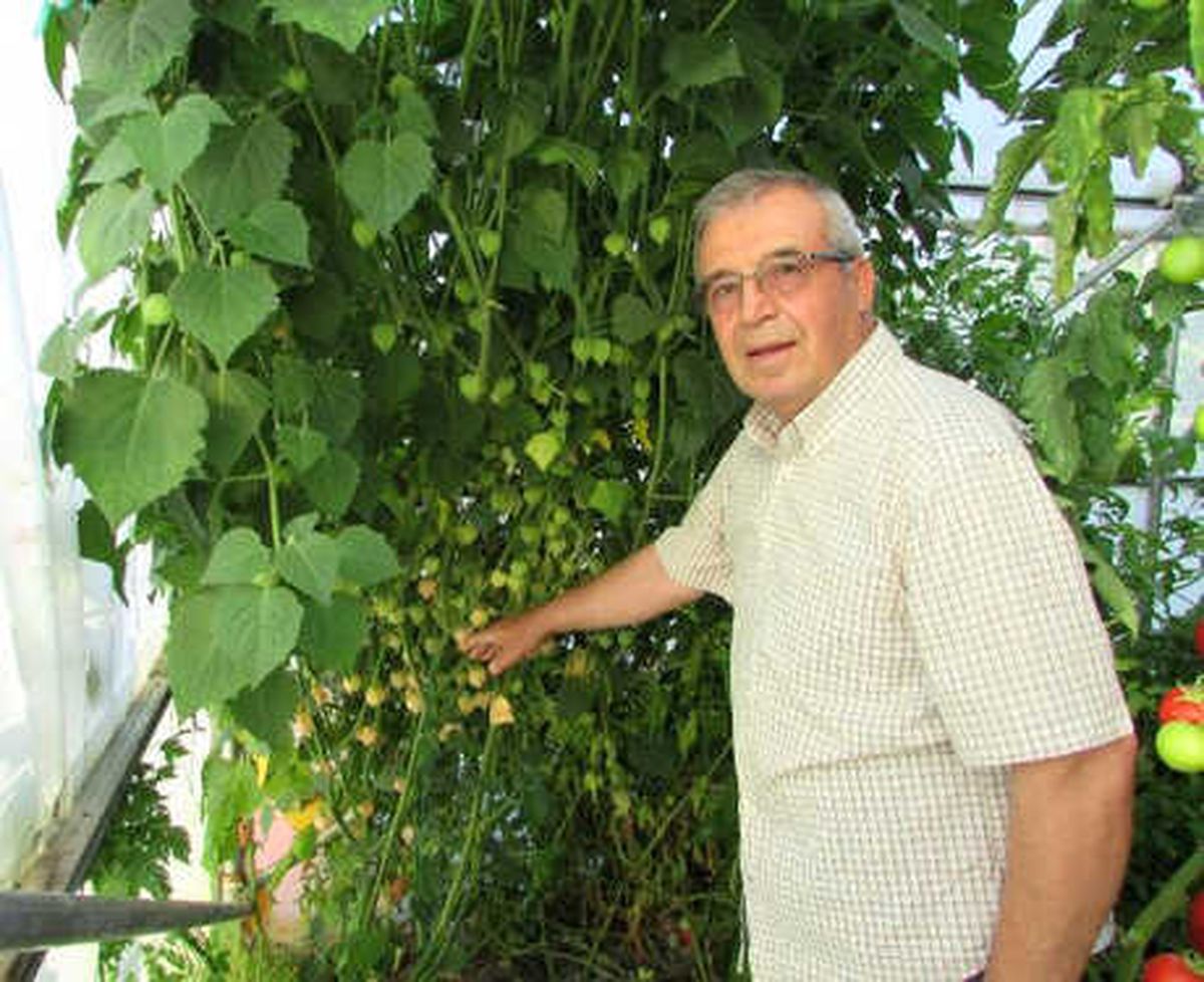 Serada 'Altın Çilek' Yetiştirdi