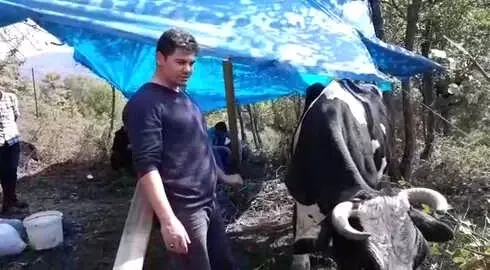Tavuk Eti Yiyen İnek Şaşırttı