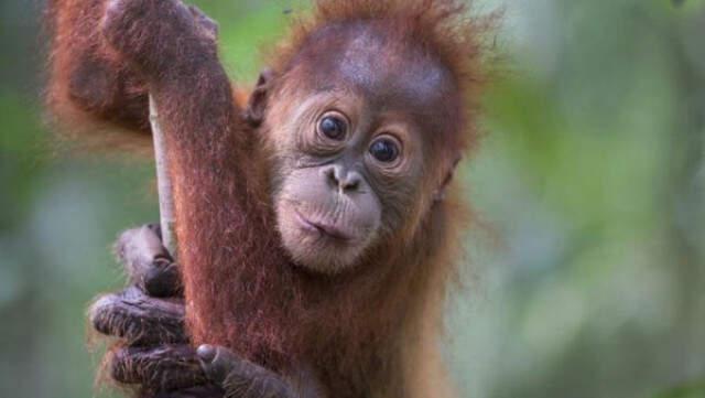 Beren Saat Orangutanları Koruma Kampanyasından Topladığı İmzayla Dünya İkincisi Oldu