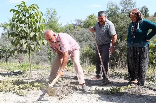 Mersin'de Üreticiye Nergis Çiçeği Soğanı Desteği