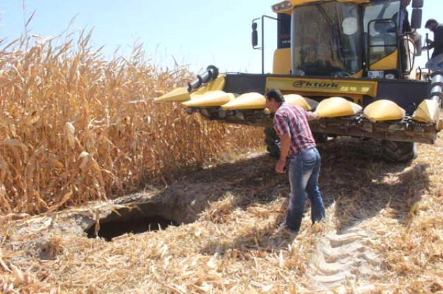 Mısır Hasadı Yapan Çiftçinin Biçerdöveri, 8 Metrelik Obruğa Saplandı