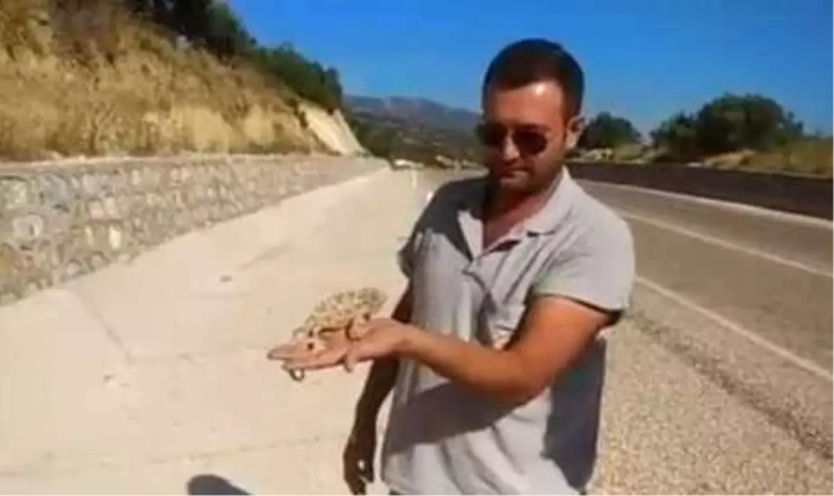 Ezilmekten Kurtardıkları Bukalemunu Doğaya Bıraktılar