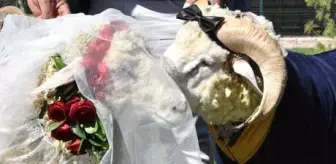 Damatlık: Koç ile Koyun İçin Sembolik Düğün Yaptı, Temsili Nikah Şahidi Pascal Nouma Oldu Damatlık: Koç ile Koyun İçin Sembolik Düğün Yaptı, Temsili Nikah Şahidi Pascal Nouma Oldu