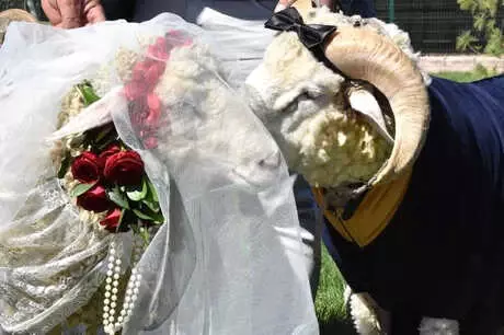 Koç ile Koyun İçin Sembolik Düğün Yaptı, Temsili Nikah Şahidi Pascal Nouma Oldu Koç ile Koyun İçin Sembolik Düğün Yaptı, Temsili Nikah Şahidi Pascal Nouma Oldu
