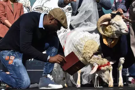 Koç ile Koyun İçin Sembolik Düğün Yaptı, Temsili Nikah Şahidi Pascal Nouma Oldu Koç ile Koyun İçin Sembolik Düğün Yaptı, Temsili Nikah Şahidi Pascal Nouma Oldu
