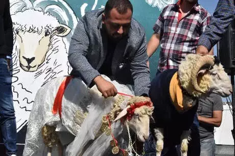 Koç ile Koyun İçin Sembolik Düğün Yaptı, Temsili Nikah Şahidi Pascal Nouma Oldu Koç ile Koyun İçin Sembolik Düğün Yaptı, Temsili Nikah Şahidi Pascal Nouma Oldu