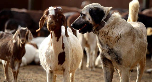 İtalya'nın 'Kangal Alın' Çağrısına Üreticilerden Cevap: Köpeklerin Yurt Dışına Çıkması İzne Tabi
