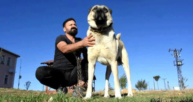 İtalya'nın 'Kangal Alın' Çağrısına Üreticilerden Cevap: Köpeklerin Yurt Dışına Çıkması İzne Tabi