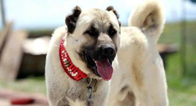 İtalya'nın 'Kangal Alın' Çağrısına Üreticilerden Cevap: Köpeklerin Yurt Dışına Çıkması İzne Tabi
