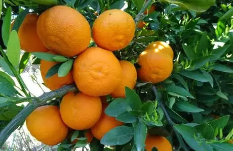 Vitamin Deposu Mandalinada Rekolte Düşük