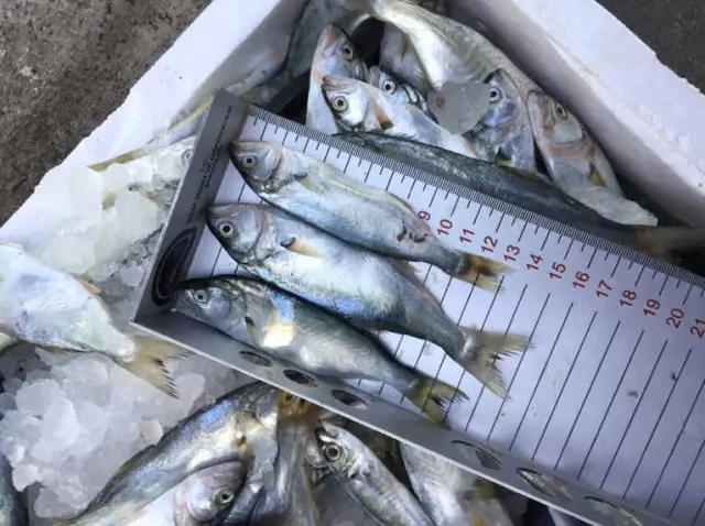 Ordu'da Küçük Boy Balıklara Sıkı Denetim