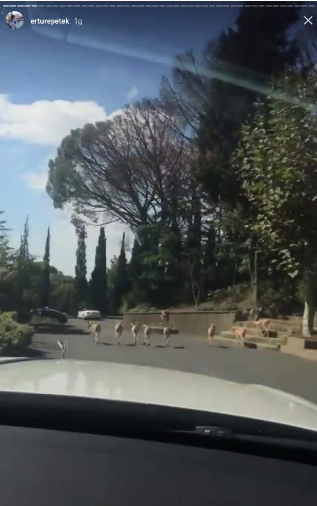 Ali Ağaoğlu, Oğlu Ali Ege İçin Dillere Destan Sünnet Düğünü Yaptı
