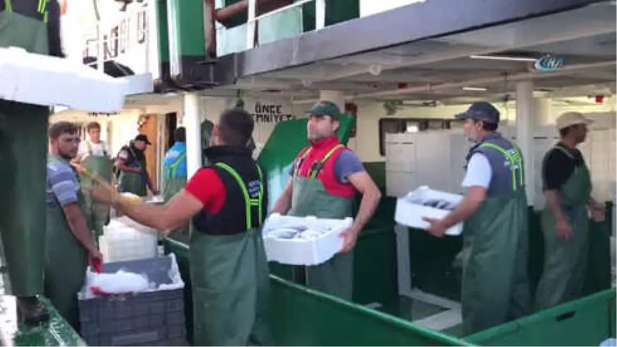 Akçakoca'da Balıkçılar Karadeniz'den 40 Ton Palamutla Döndü