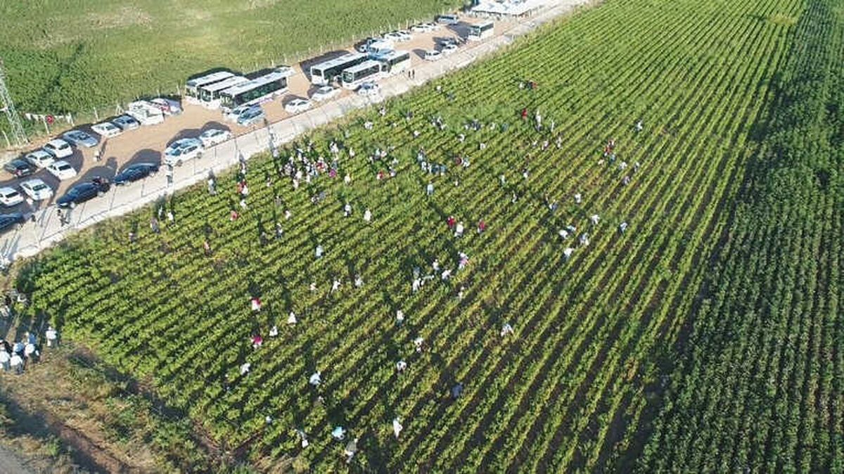 İsot Festivali Renkli Görüntülerle Başladı