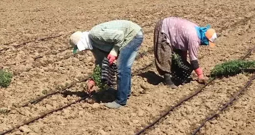 Tarım ve Orman Bakanı Pakdemirli: Gübrede yüzde 15lere varan indirim sağlanacak 70
