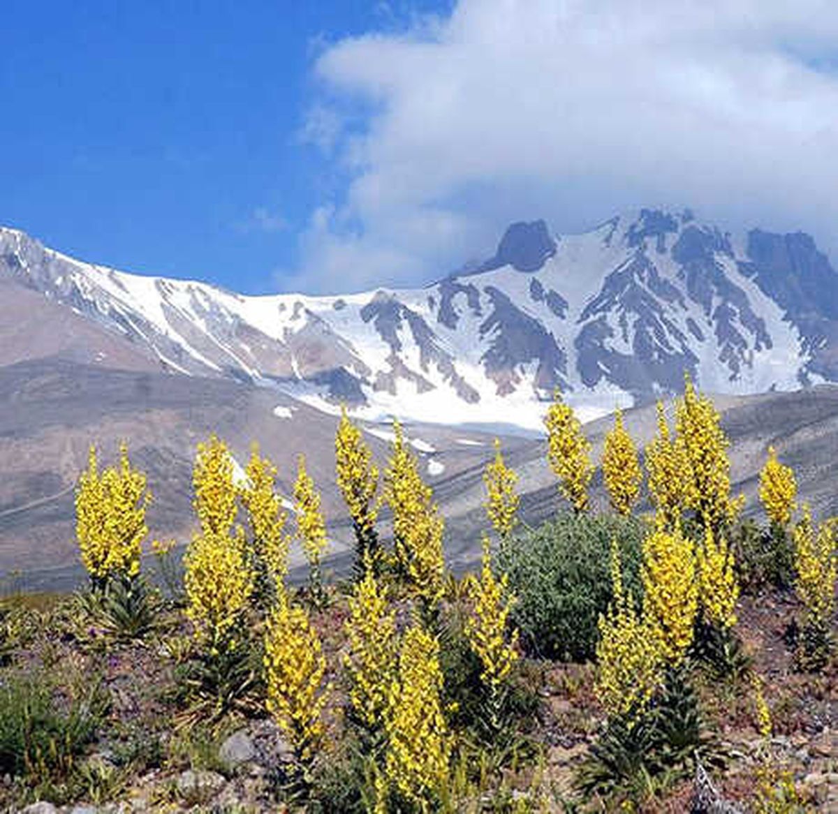 Adını Erciyes Dağı'ndan Alan Çiçek ve Bitkiler Kitap Oluyor