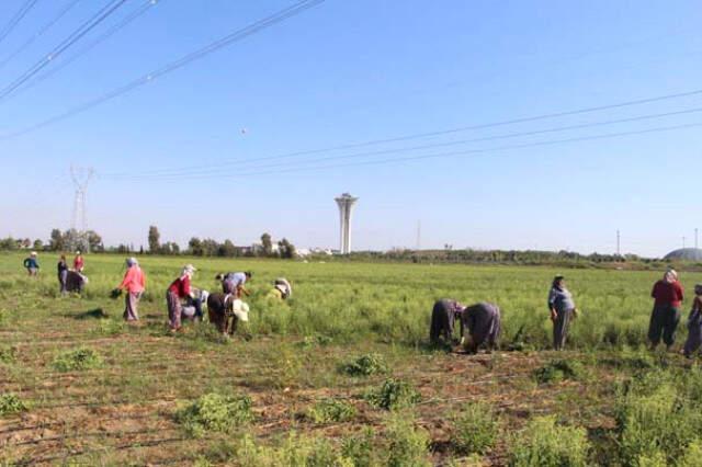 17 Yıllık Mesleğini Bırakarak Şeker Otu Yetiştirmeye Başlayan Kadın Girişimci Servetine Servet Kattı