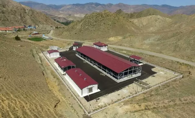 Canlı Hayvan Pazarları Çiftçiye Can Simidi Oldu Canlı Hayvan Pazarları Çiftçiye Can Simidi Oldu