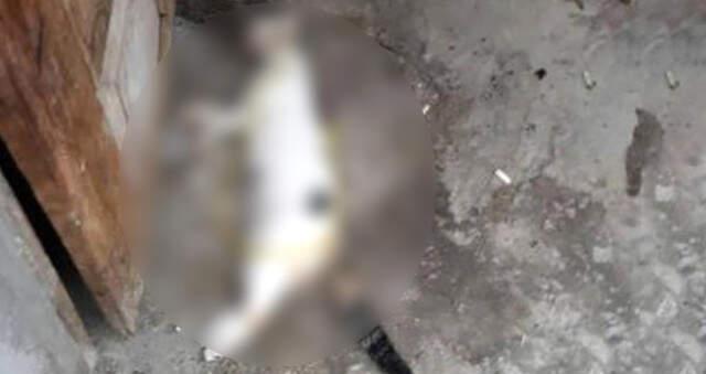 Vatandaşlar, İple Asılmış Kediyi Görünce Gözlerine İnanamadı