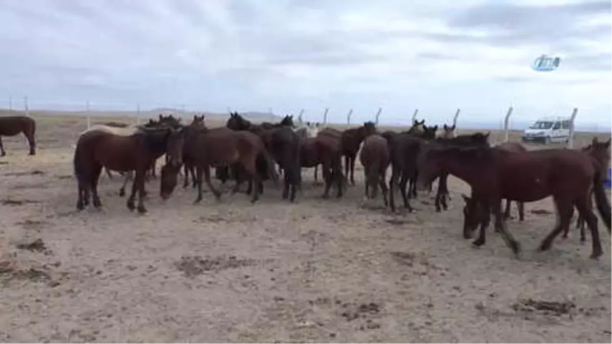 Yılkı Atları Kırgızların Elinde Evcilleşiyor
