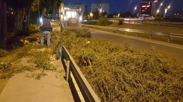 Beklenen Fırtına Geldi, Ağaçlar Rüzgara Dayanamadı ve Devrildi