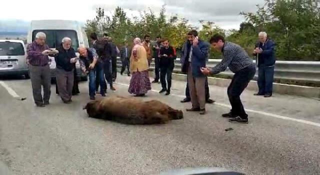 Öfkeli Sürücü, Kazada Telef Olan Ayıya 'Allah Kahretsin Seni' Diye Beddua Etti