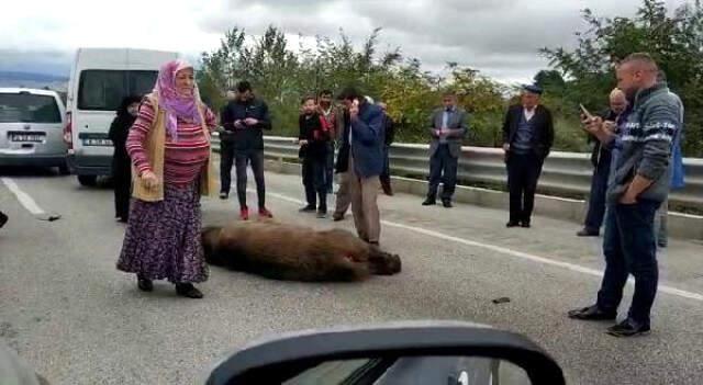 Öfkeli Sürücü, Kazada Telef Olan Ayıya 'Allah Kahretsin Seni' Diye Beddua Etti