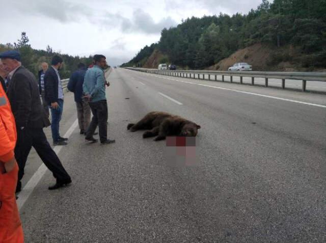 Öfkeli Sürücü, Kazada Telef Olan Ayıya 'Allah Kahretsin Seni' Diye Beddua Etti