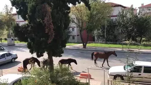 Edirne'de Kent Merkezindeki Sahipsiz Atlar Edirne'de Kent Merkezindeki Sahipsiz Atlar