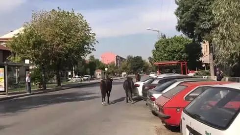 Edirne'de Kent Merkezindeki Sahipsiz Atlar