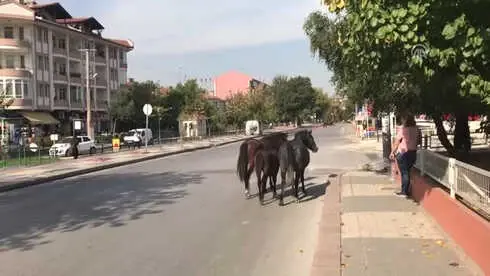 Edirne'de Kent Merkezindeki Sahipsiz Atlar