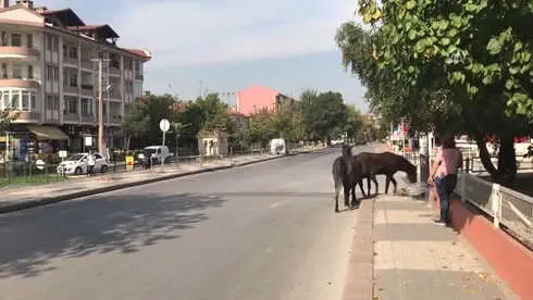 Edirne'de Kent Merkezindeki Sahipsiz Atlar