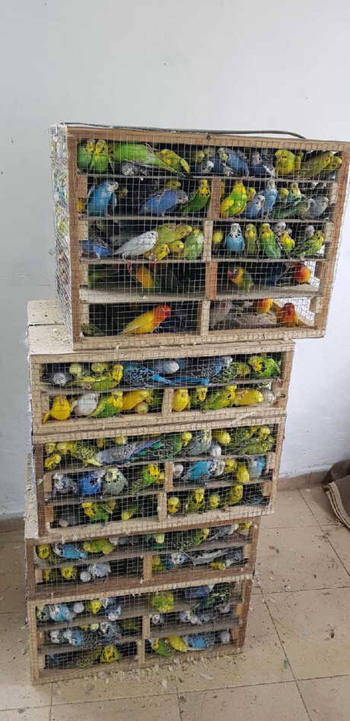 İpsala'da Yurda Kaçak Sokulan 2 Bin 456 Kuş Ele Geçirildi