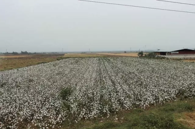 Hatay'da 260 Bin Ton Pamuk Rekoltesi Bekleniyor
