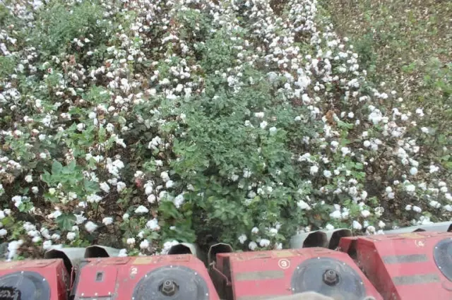 Hatay'da 260 Bin Ton Pamuk Rekoltesi Bekleniyor