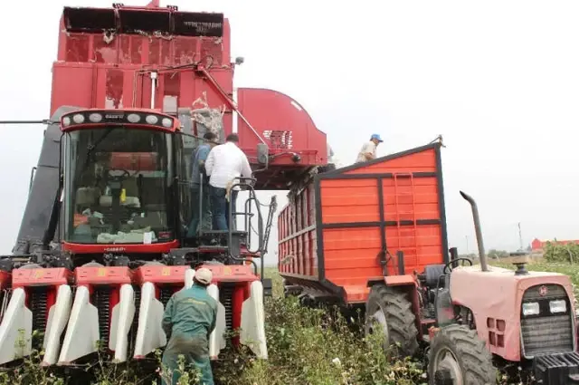 Hatay'da 260 Bin Ton Pamuk Rekoltesi Bekleniyor