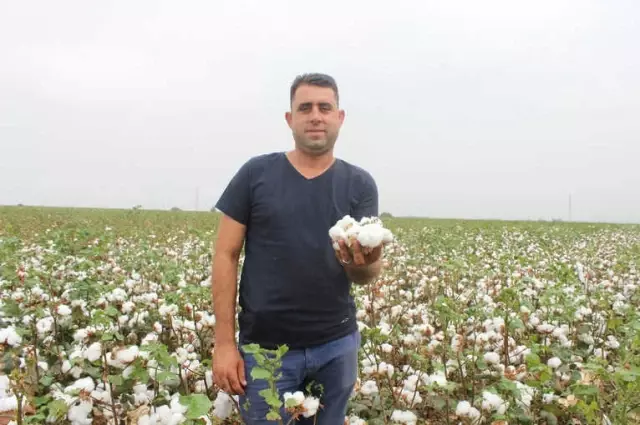 Hatay'da 260 Bin Ton Pamuk Rekoltesi Bekleniyor