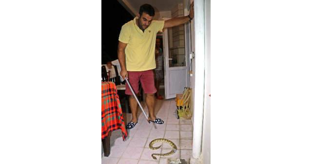 Sihirbaz Aref Ghafouri'nin Arkadaşının Evinden Kaçan Piton Yılanı, Komşunun Balkonunun Su Giderinden Çıktı