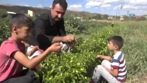Müşteri Tarladan Sebzesini Kendi Topluyor Müşteri Tarladan Sebzesini Kendi Topluyor