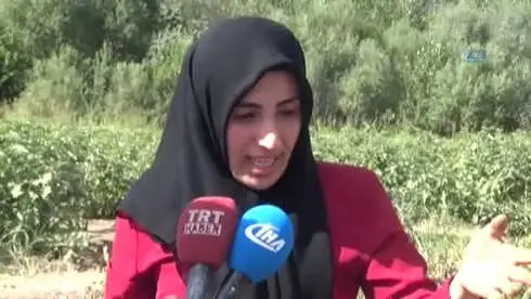 Müşteri Tarladan Sebzesini Kendi Topluyor Müşteri Tarladan Sebzesini Kendi Topluyor