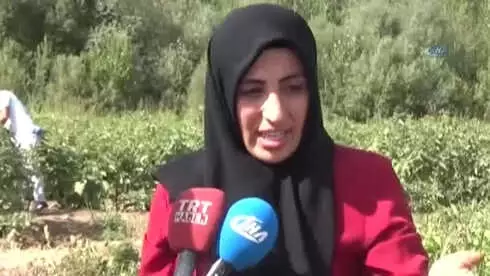 Müşteri Tarladan Sebzesini Kendi Topluyor Müşteri Tarladan Sebzesini Kendi Topluyor