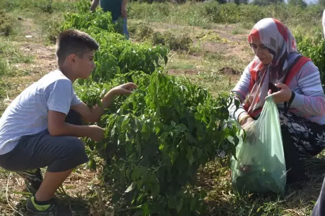 Müşteri, Tarladan Sebzesini Toplayıp Kendi Alıyor Müşteri, Tarladan Sebzesini Toplayıp Kendi Alıyor
