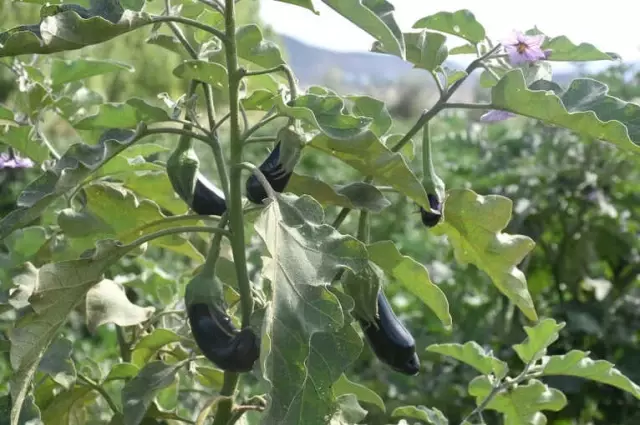 Müşteri, Tarladan Sebzesini Toplayıp Kendi Alıyor Müşteri, Tarladan Sebzesini Toplayıp Kendi Alıyor