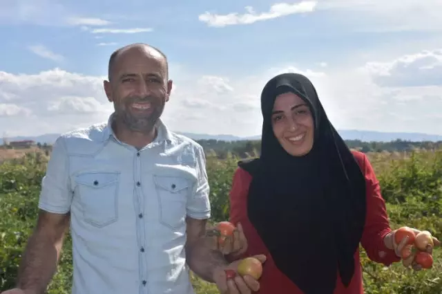 Müşteri, Tarladan Sebzesini Toplayıp Kendi Alıyor Müşteri, Tarladan Sebzesini Toplayıp Kendi Alıyor
