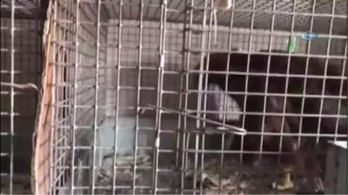 Yaban Hayvanları Kars'ta Şifa Buluyor