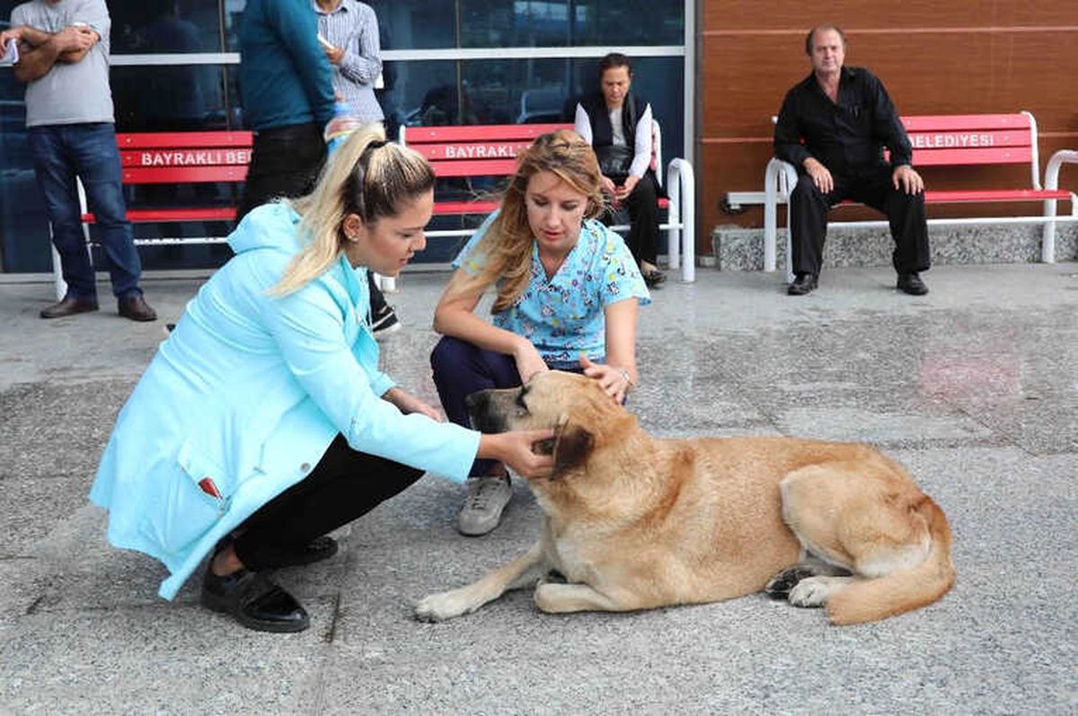 Bayraklı'da Sokak Hayvanları Sağlık Kontrolünden Geçirildi