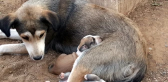Anne Köpek ve Yavrularına Hayvanseverler Sahip Çıktı