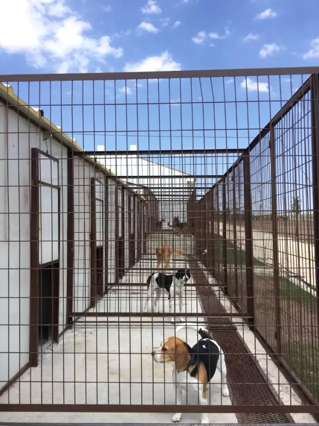 Eskişehir�de Köpek Oteli ve Çiftliği Haberler
